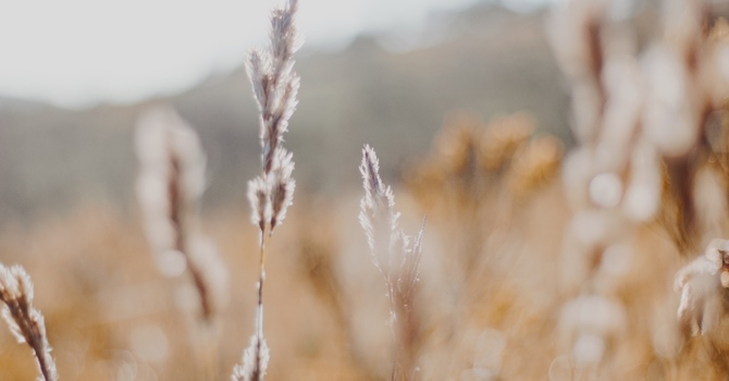 Psychology / Mental Health Assessments